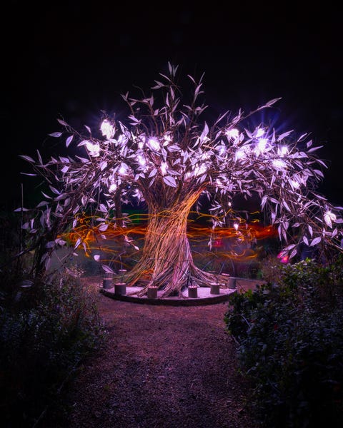 tallest christmas tree at wakehurst