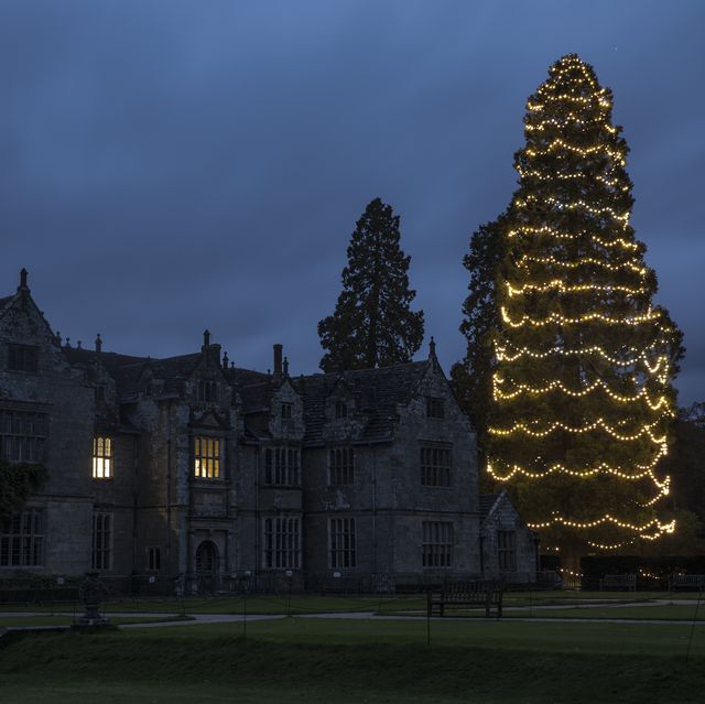kew gardens' countryside site is getting the uk's tallest christmas tree