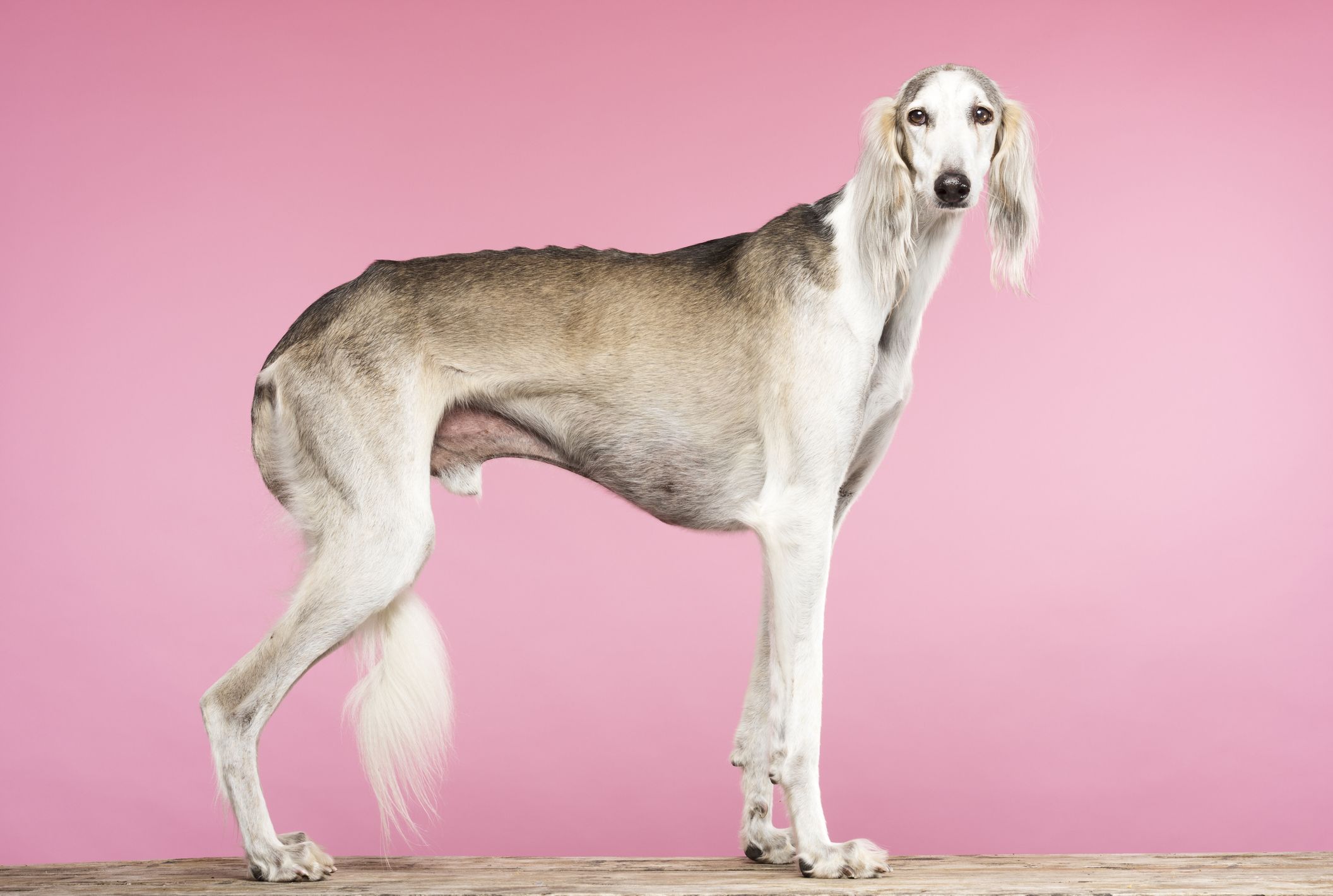 15 Tallest Dog Breeds: Great Dane 