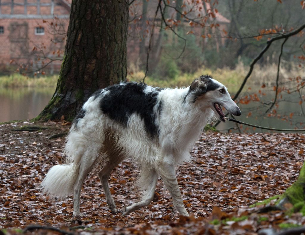 15 Tallest Dog Breeds Great Dane Greyhound And More