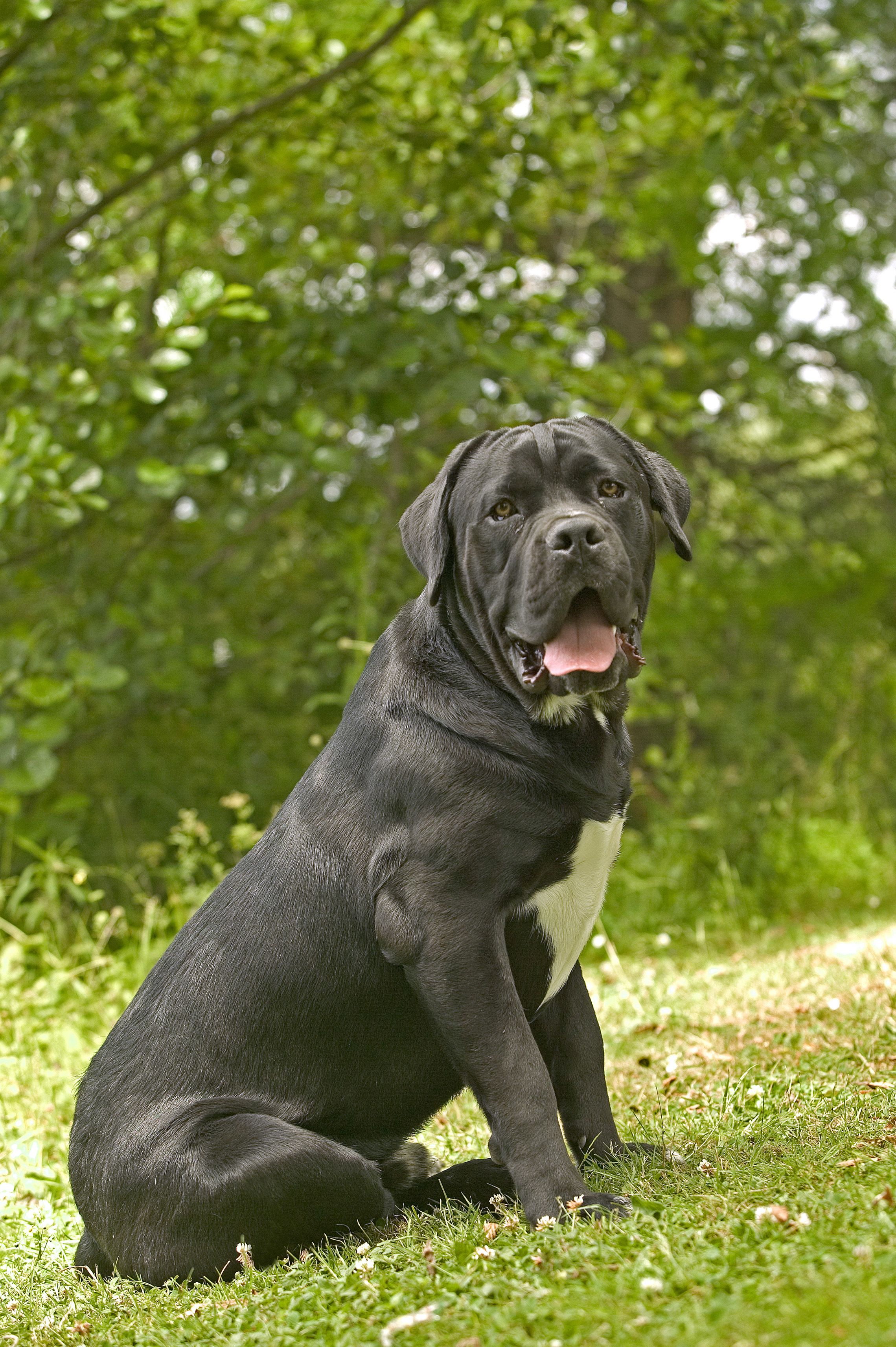 is a cane corso bigger than a mastiff