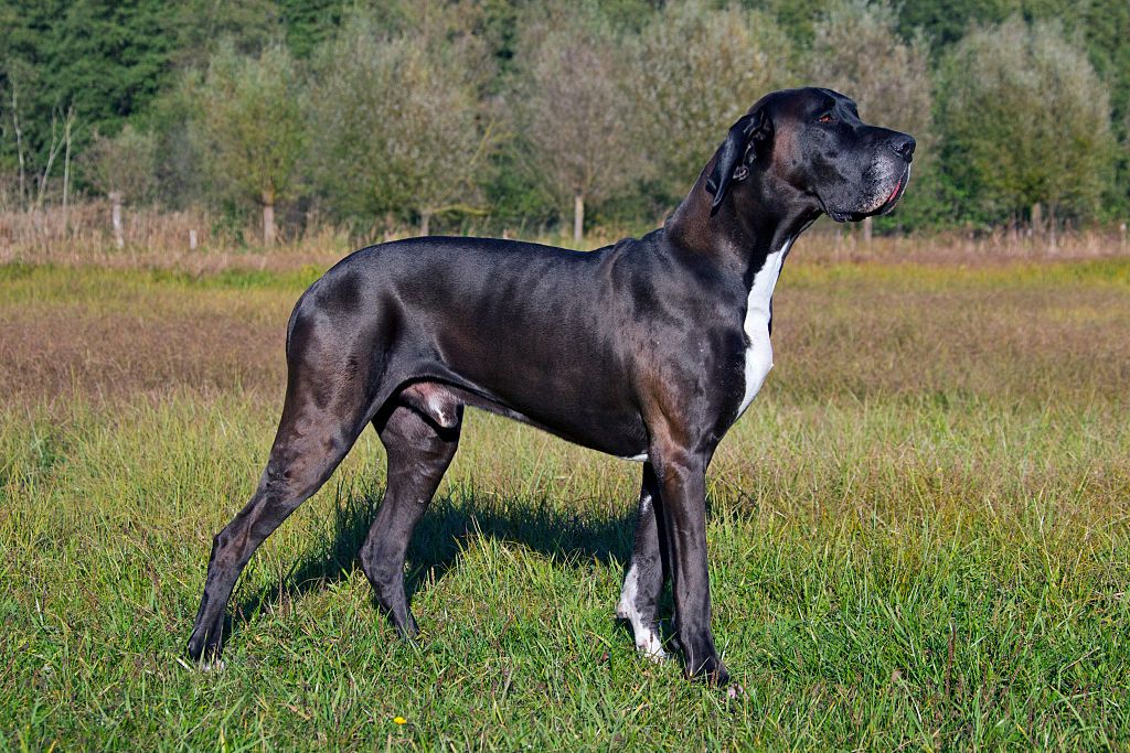 15 Tallest Dog Breeds: Great Dane 