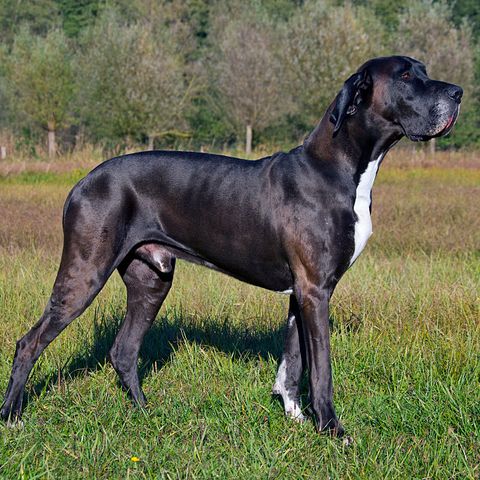 12 Tallest Dog Breeds That Are Perfect for Your Family 2022