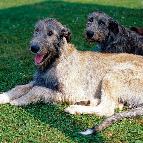 tallest dog breed two irish wolfhounds sitting on the grass