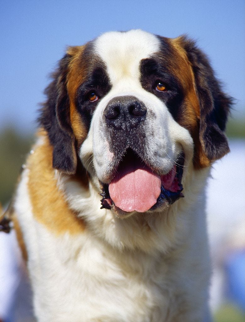 which dog breed has the longest tongue