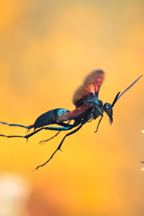 Tarantula Hawk in Flight