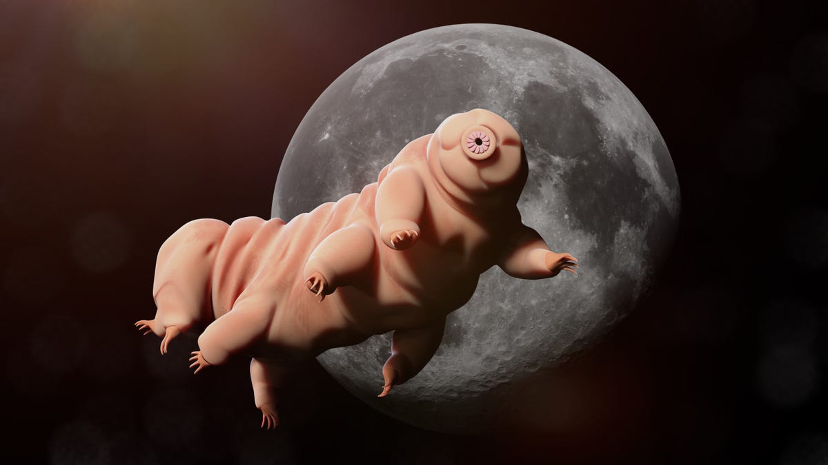 Facts About Tardigrades How Do Water Bears Survive In Space