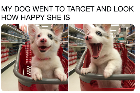 28 Funniest Dog Memes Best Viral Dog Jokes And Pictures
