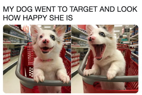 28 Funniest Dog Memes Best Viral Dog Jokes And Pictures