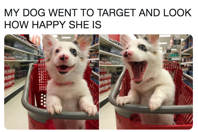 Puppy at a suermarket