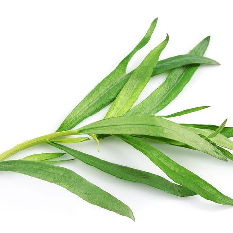 Tarragon herbs on a white background