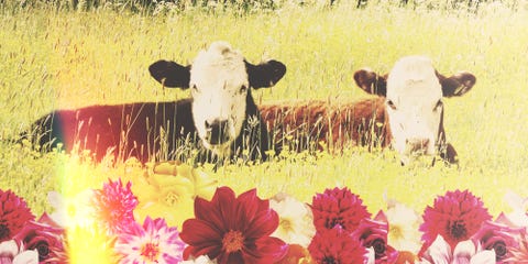 what is taurus season astro twins explain taurus season