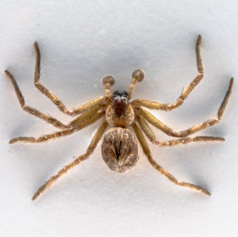 Taxidermied Huntsman Spider or Heteropoda Venatoria. The...