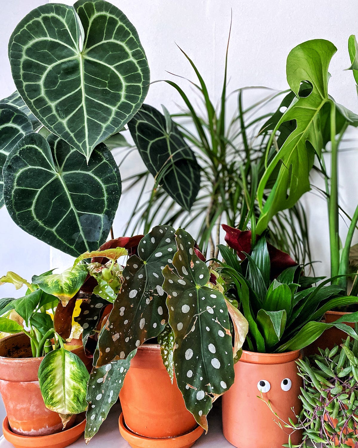 I Have 77 Houseplants In My Small Flat & Now I'm On A Plant Ban'