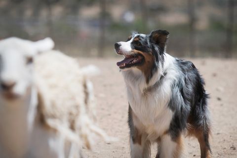 sheepherding school for dogs