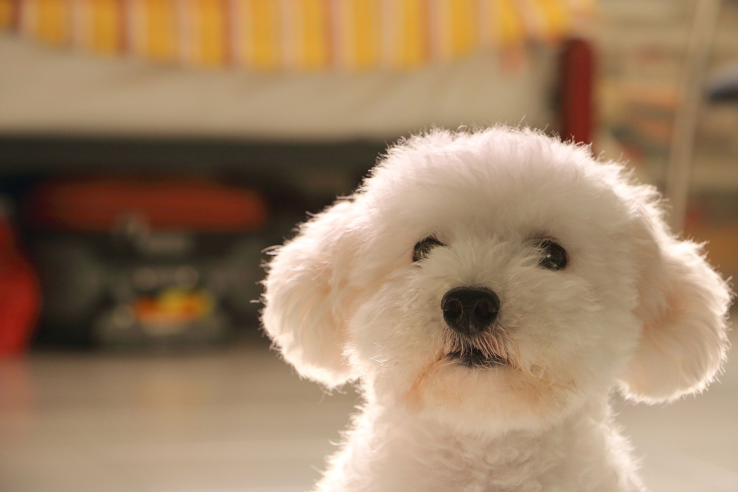 small white teddy bear dog