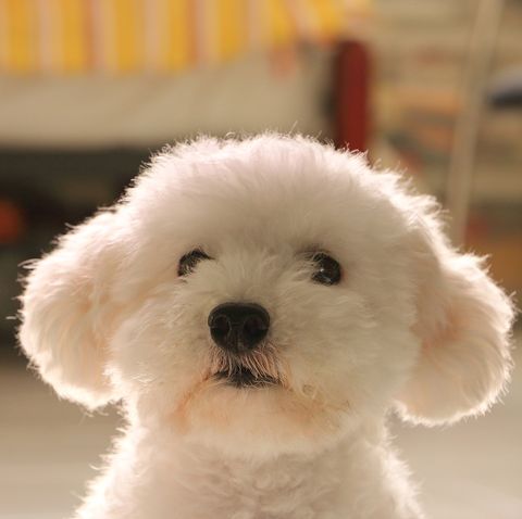 15 Teddy Bear Dog Breeds: Morki, Schnoodle, and More