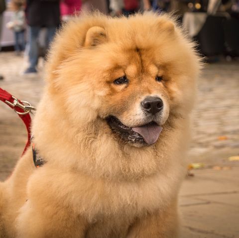 Dogs That Look Like Teddy Bears: Poodles, Pomeranians, and More