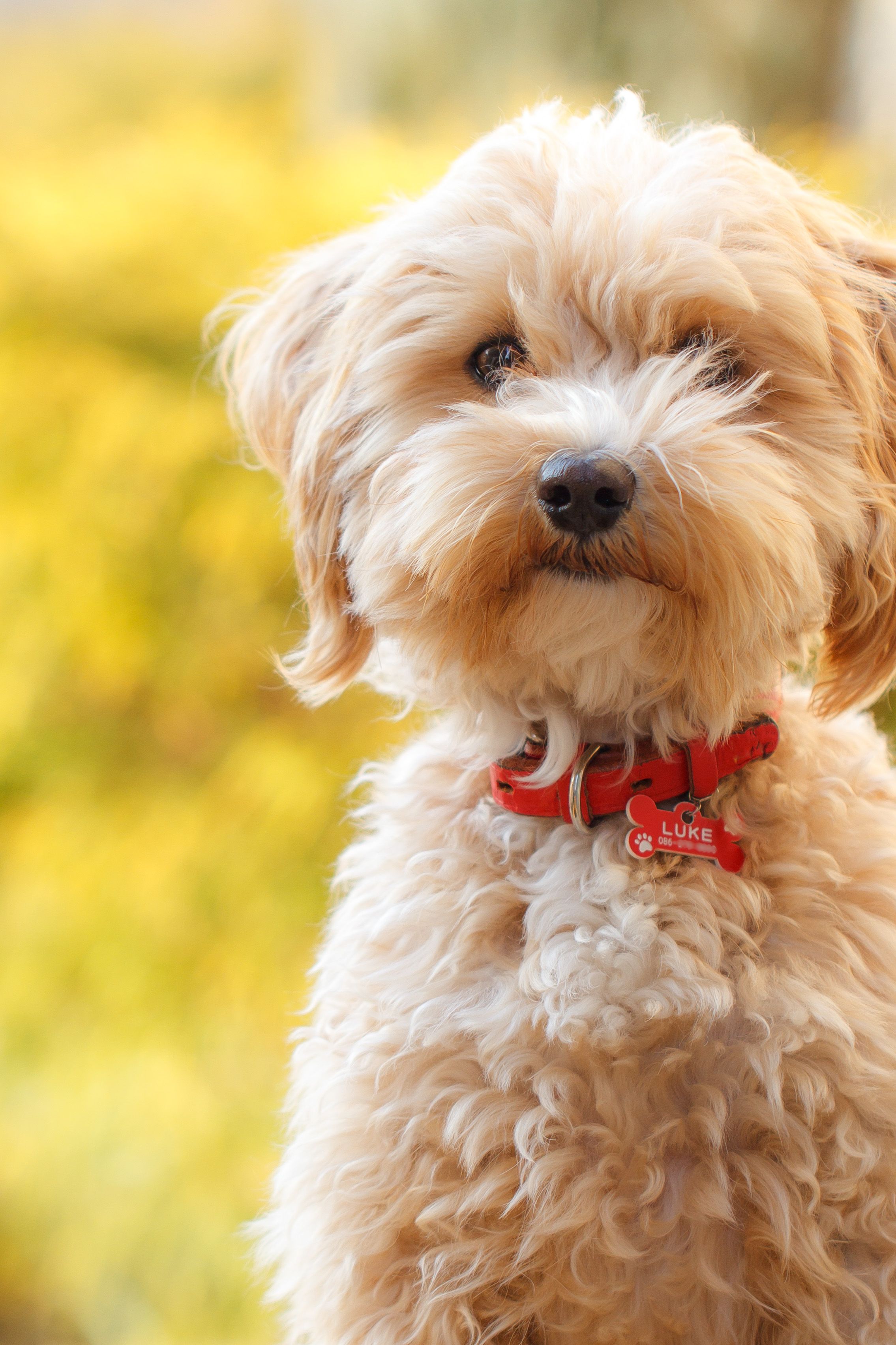 miniature teddy bear puppy