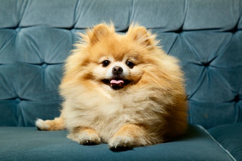 pomeranian teddy bear dog