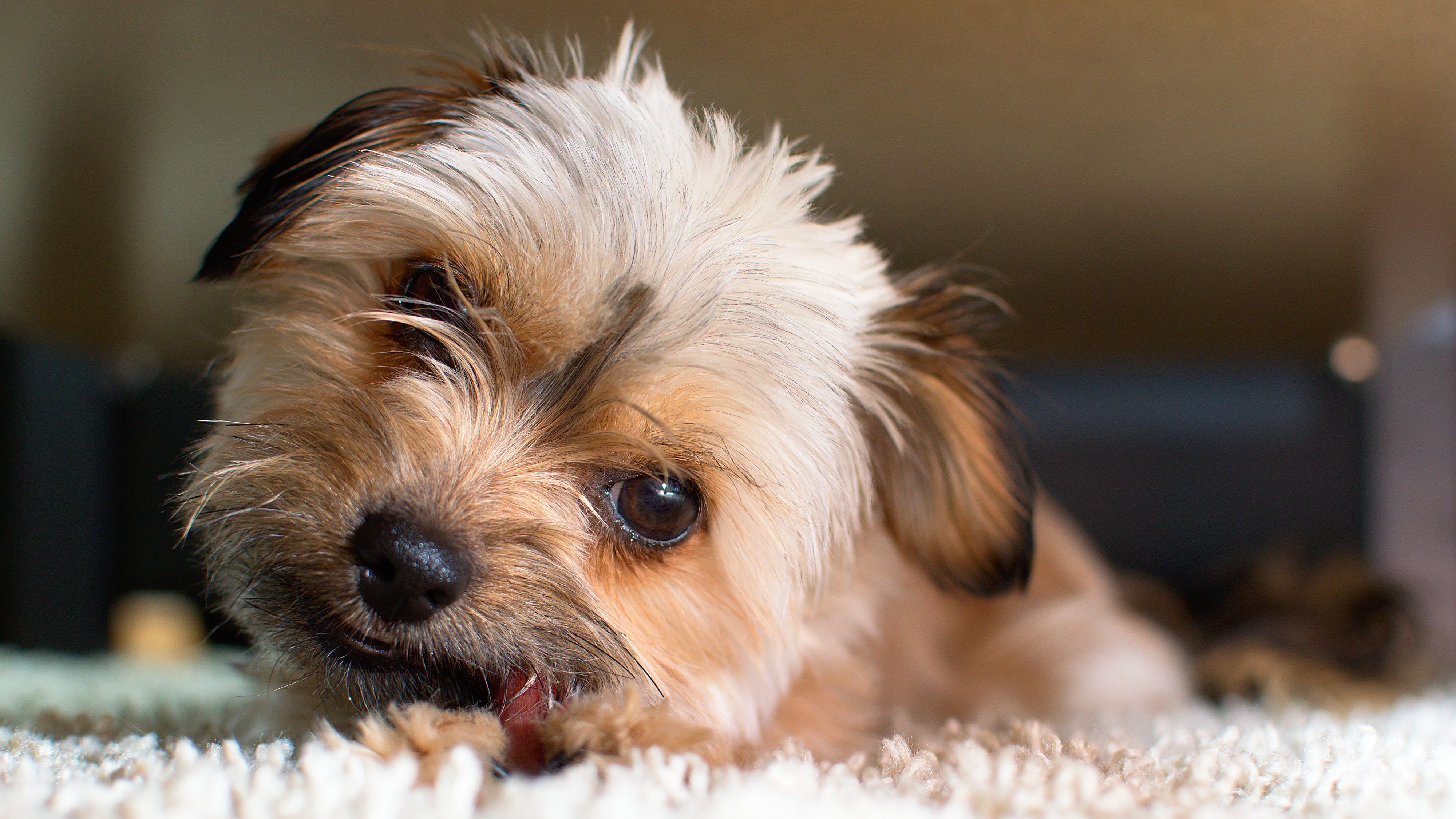 what breed is a teddy bear dog genus and species