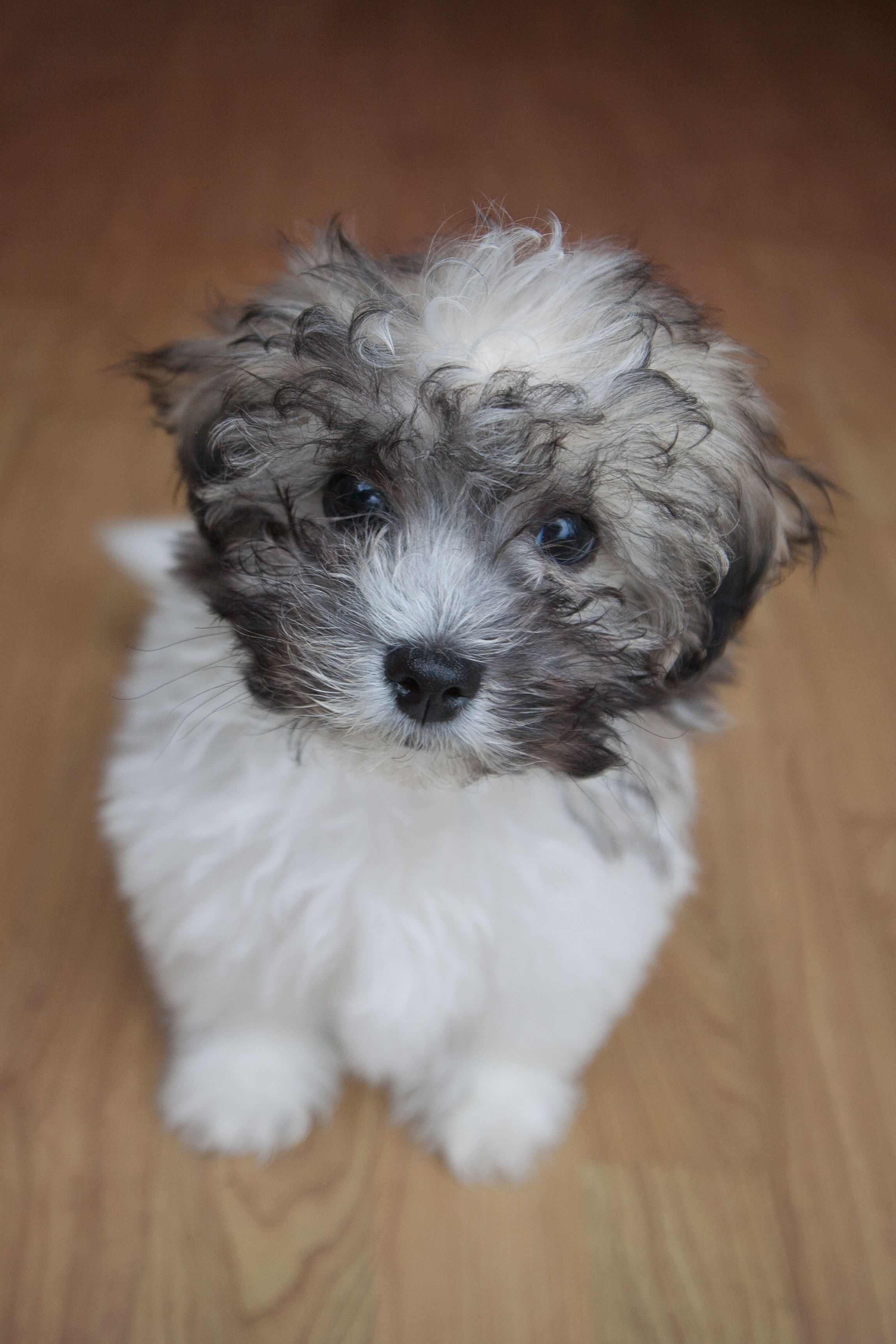 15 Teddy Bear Dog Breeds Morki Schnoodle And More