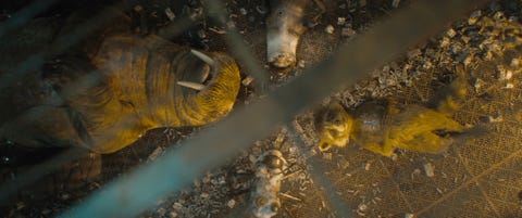 teefs, rocket, fllor, guardians of the galaxy vol 3