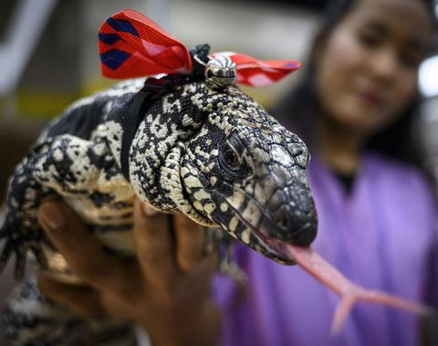 a woman holds an argentine black and white tegu during the "pet expo championship" in bangkok on august 30, 2019 photo by mladen antonov  afp        photo credit should read mladen antonovafp via getty images