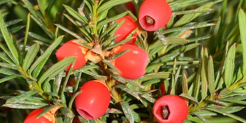 Yew family, Western yew, Plant, Tree, Taxus baccata, oregon pine, Flower, Woody plant, Conifer, Fruit, Yew family, Western yew, Plant, Tree, Taxus baccata, oregon pine, Flower, Woody plant, Conifer, Fruit,