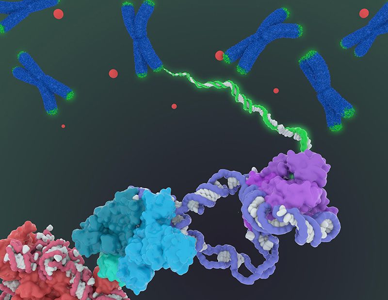 Scientists Get Their First Look at the Enzyme That Could Help Battle Aging