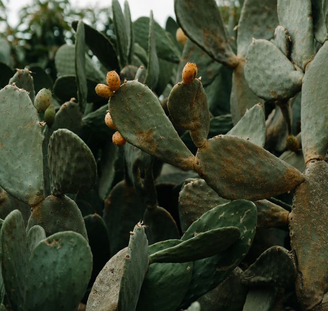 pianta del cactus