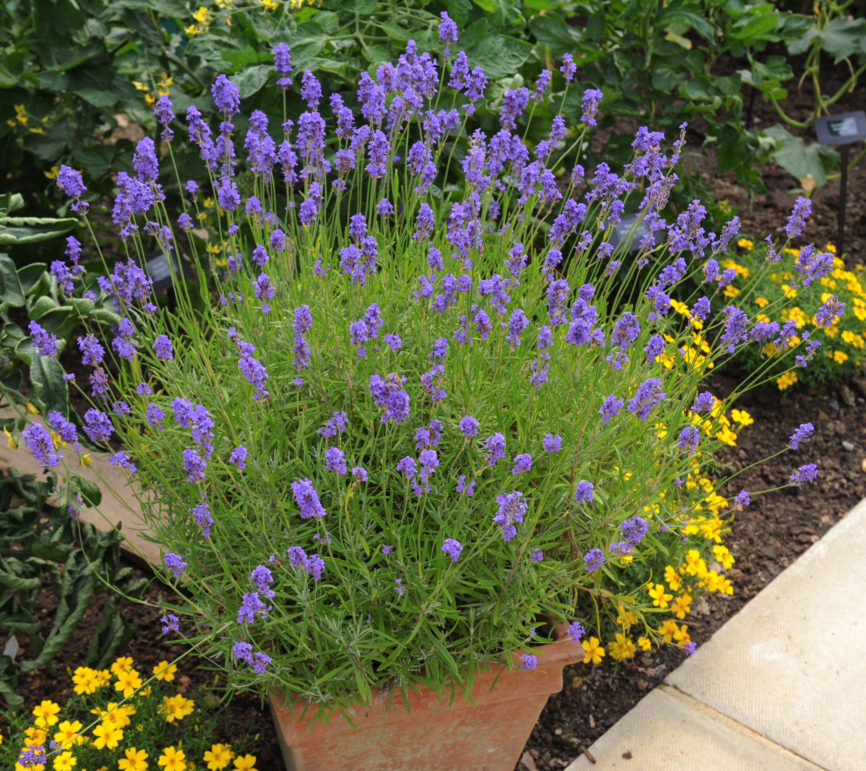 lavender seedlings growing