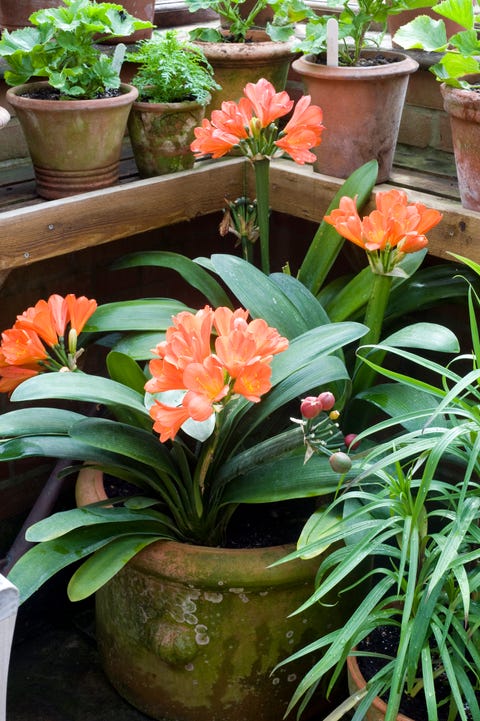 13 Indoor Blooming Plants That Are Easy To Maintain