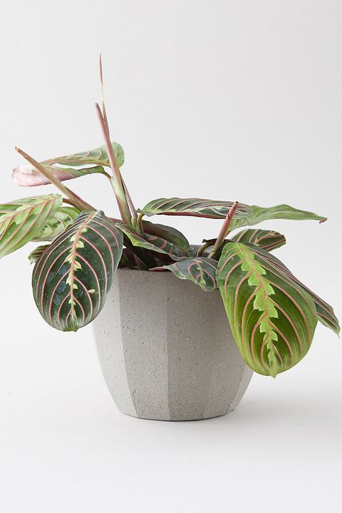 gray ceramic pot with a plant in it that has big oval leaves  that are green and have red veins