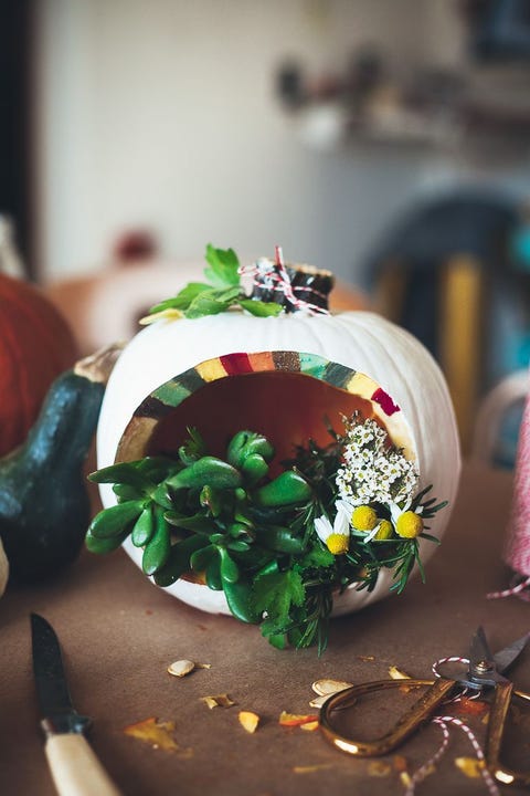 pumpkin carving ideas  terrarium