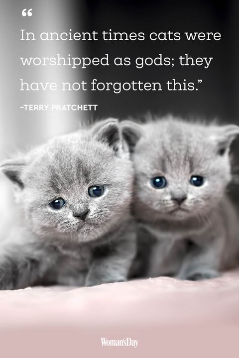 Best Cat Quotes 20 Cute Cat Sayings That Describe Your Cat