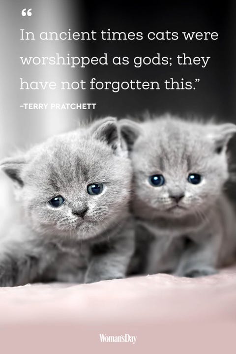 Best Cat Quotes - 20 Cute Cat Sayings That Describe Your Cat