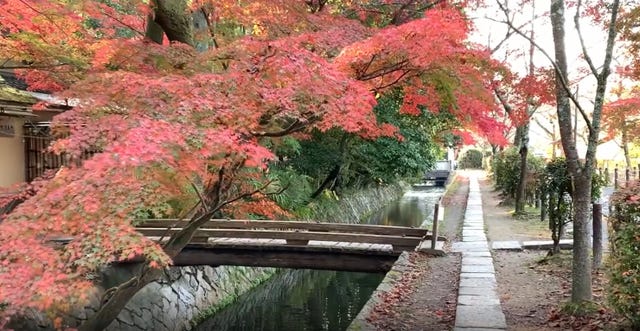 きょうの京 動画 晩秋の京都 哲学の道 朝の光に輝く紅葉