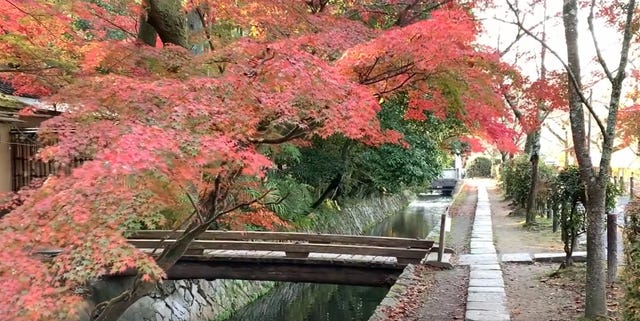 きょうの京 動画 晩秋の京都 哲学の道 朝の光に輝く紅葉 きょうの京 動画 晩秋の京都 哲学の道 朝の光に輝く紅葉
