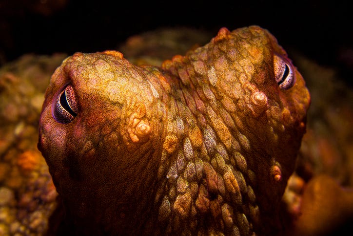 Scientists Get One Step Closer to Figuring Out What Makes Octopuses Tick