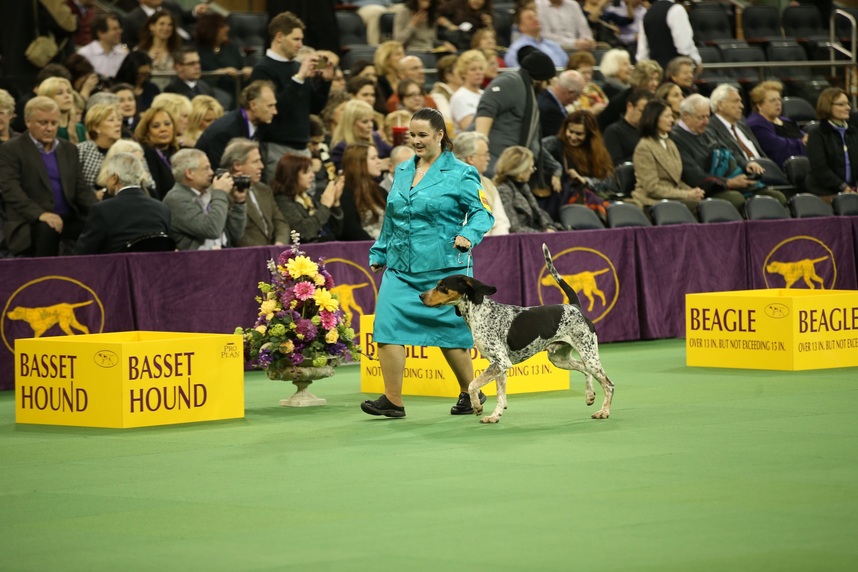 what does bos mean in dog shows