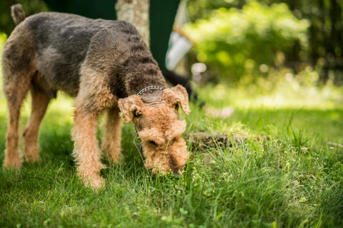 Why Do Dogs Eat Grass Common Reasons And Safety Advice