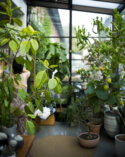 balkon met overdaad aan planten