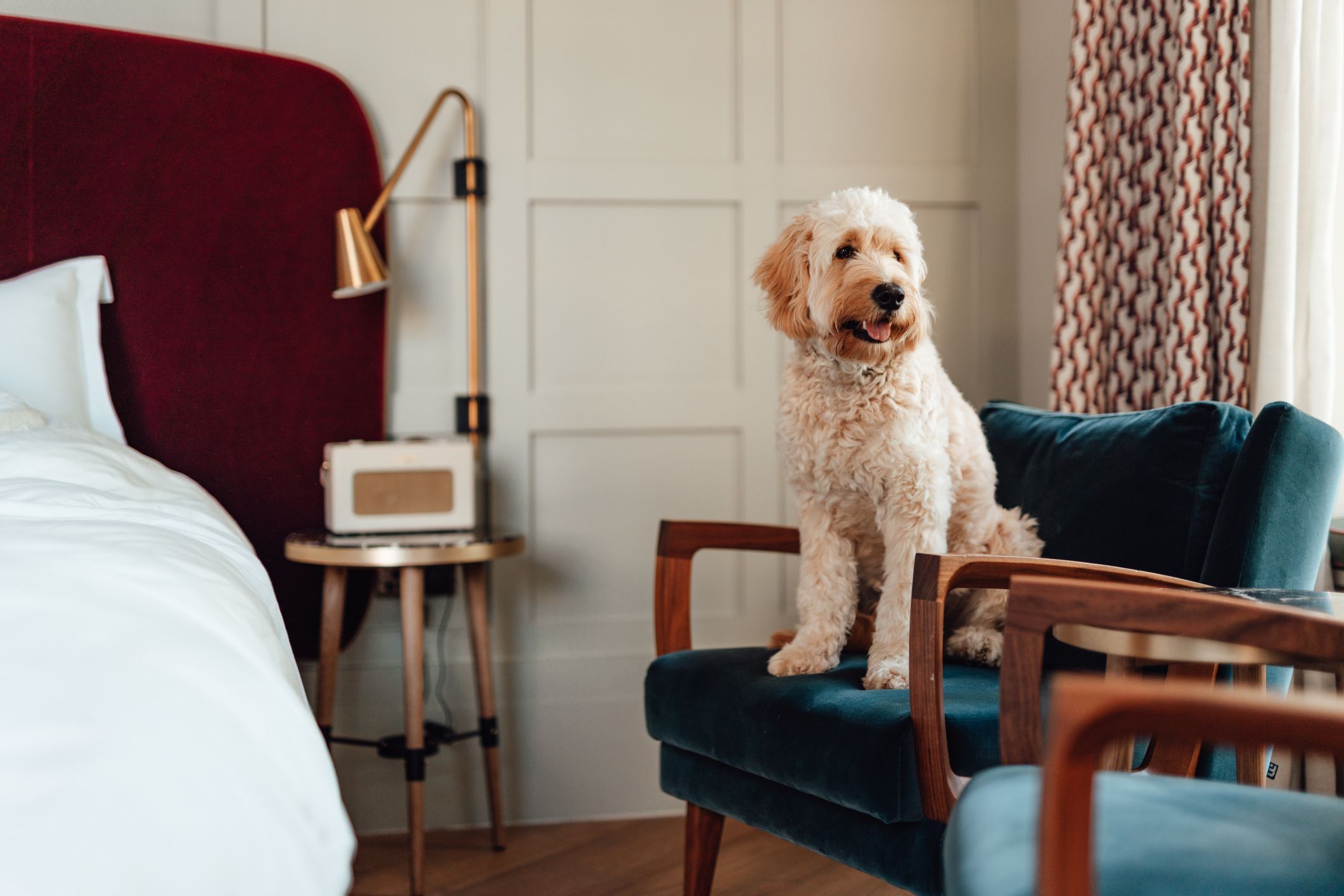 The 14 Best Dog-friendly Hotels In The UK