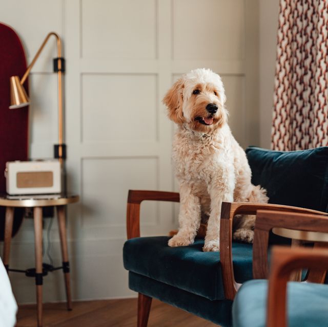 les meilleurs hôtels acceptant les chiens au Royaume-Uni pour vous et vos amis à quatre pattes