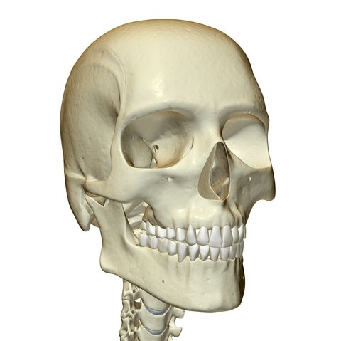 the bones of the head and face