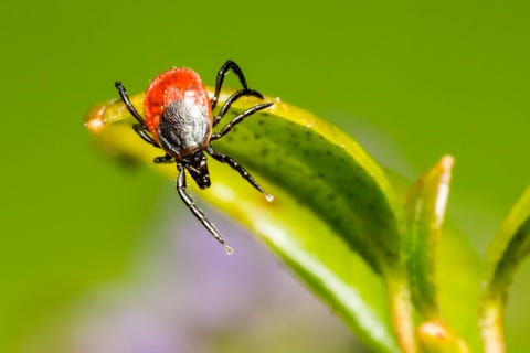 What Does a Tick Nest Look Like? - Photos of Tick Eggs