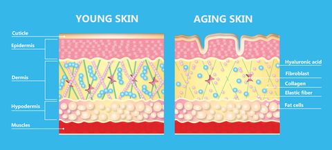 the diagram of younger skin and aging skin
