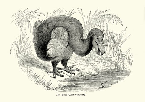 奇跡 絶滅したと思われていた 伝説のカメレオン 100年超ぶりに再発見される
