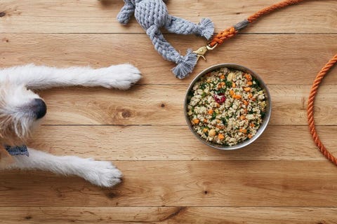 A dog laying near its food bowl